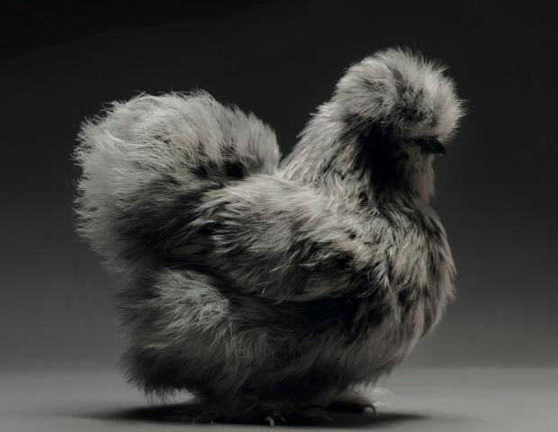 Σήμερα στο L+L θα ασχοληθούμε με κότες! Έτσι... για να "καταπολεμήσουμε" τη Δευτέρα! Σήμερα στο L+L θα ασχοληθούμε με κότες! Έτσι... για να "καταπολεμήσουμε" τη Δευτέρα!