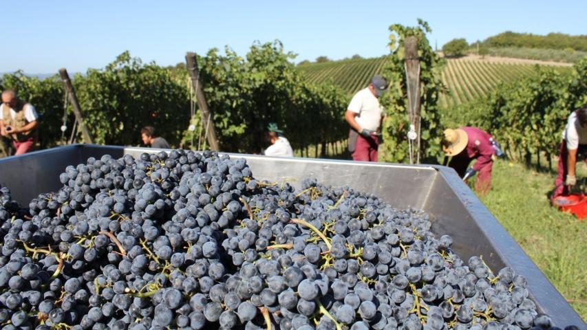 Wine Tourism... Η νέα τάση που κερδίζει συνεχώς έδαφος Wine Tourism... Η νέα τάση που κερδίζει συνεχώς έδαφος