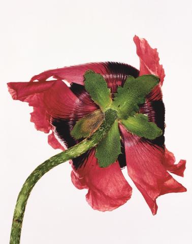 Irving Penn: Η αναδρομική έκθεση του μεγάλου φωτογράφου της Vogue στο MET