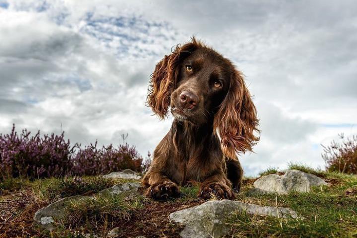 Dog of the Year 2018: Οι φωτογραφίες που βραβεύτηκαν θα φτιάξουν και τη δική σου ημέρα