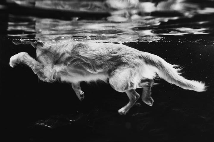 Dog of the Year 2018: Οι φωτογραφίες που βραβεύτηκαν θα φτιάξουν και τη δική σου ημέρα