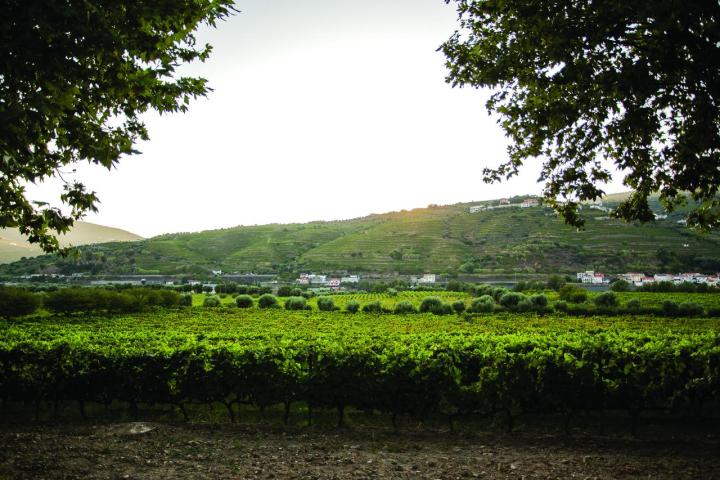 Το "The Wine House Hotel" στην Πορτογαλία δεν μπορεί να σε αφήσει αδιάφορο... Το "The Wine House Hotel" στην Πορτογαλία δεν μπορεί να σε αφήσει αδιάφορο...