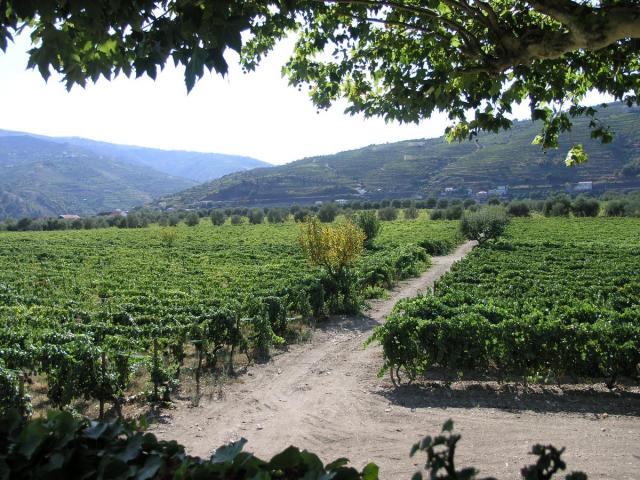 Το "The Wine House Hotel" στην Πορτογαλία δεν μπορεί να σε αφήσει αδιάφορο... Το "The Wine House Hotel" στην Πορτογαλία δεν μπορεί να σε αφήσει αδιάφορο...