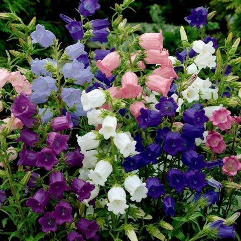 Τα 5 φυτά που αγαπούν το καλοκαίρι και μπορείς να βάλεις στο σπίτι σου