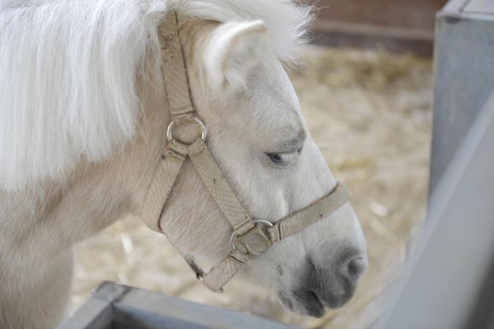 Riverland - Η Ιδανική εξόρμηση για μικρούς και μεγάλους Riverland - Η Ιδανική εξόρμηση για μικρούς και μεγάλους