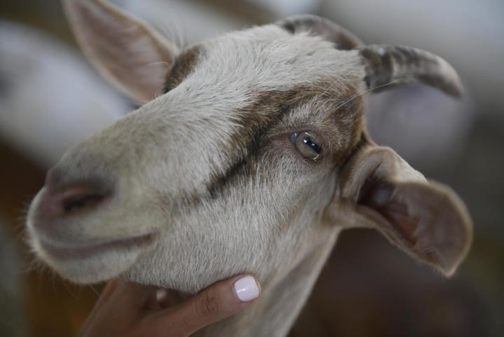 Riverland - Η Ιδανική εξόρμηση για μικρούς και μεγάλους Riverland - Η Ιδανική εξόρμηση για μικρούς και μεγάλους