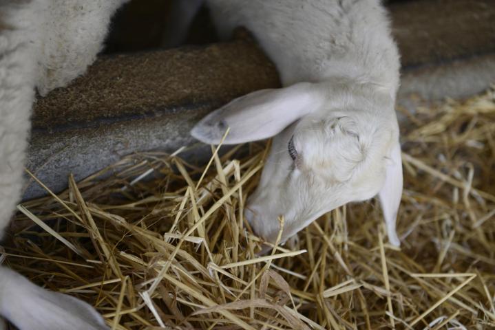 Riverland - Η Ιδανική εξόρμηση για μικρούς και μεγάλους Riverland - Η Ιδανική εξόρμηση για μικρούς και μεγάλους
